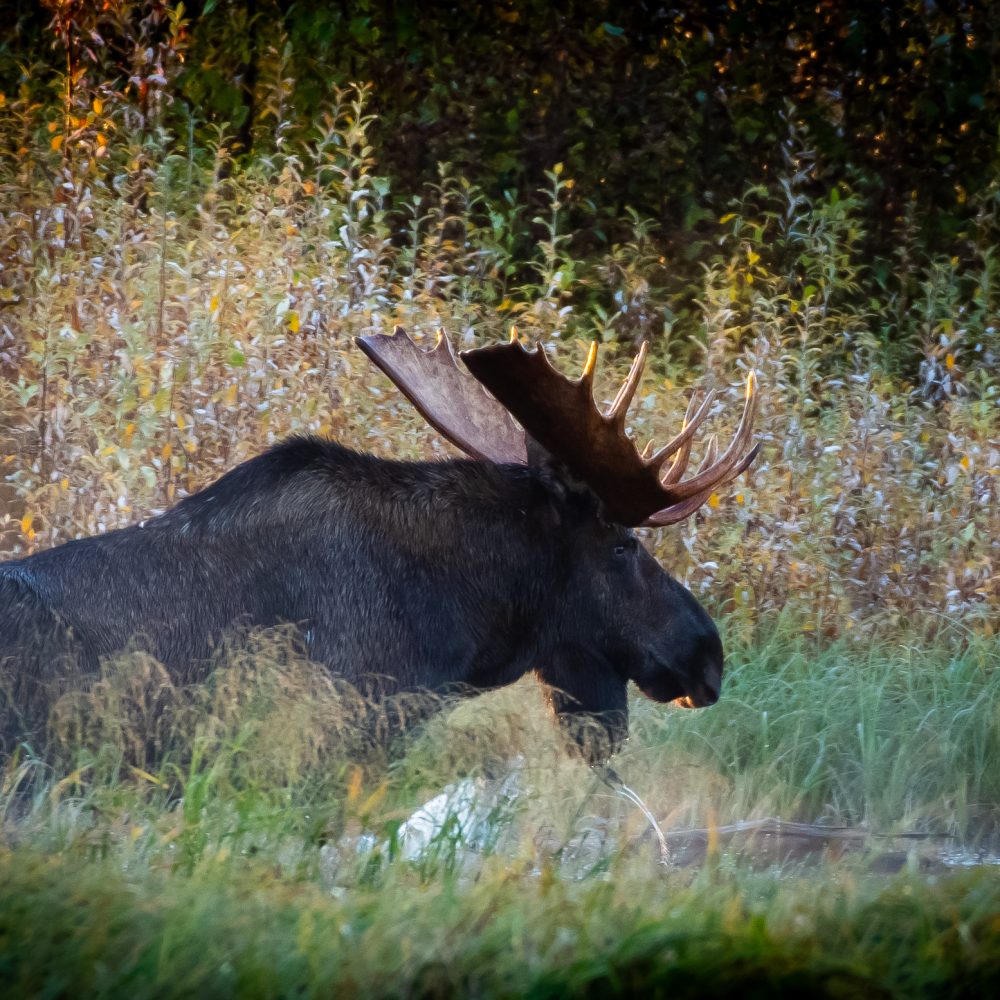 Moose Hunting 2018 Season