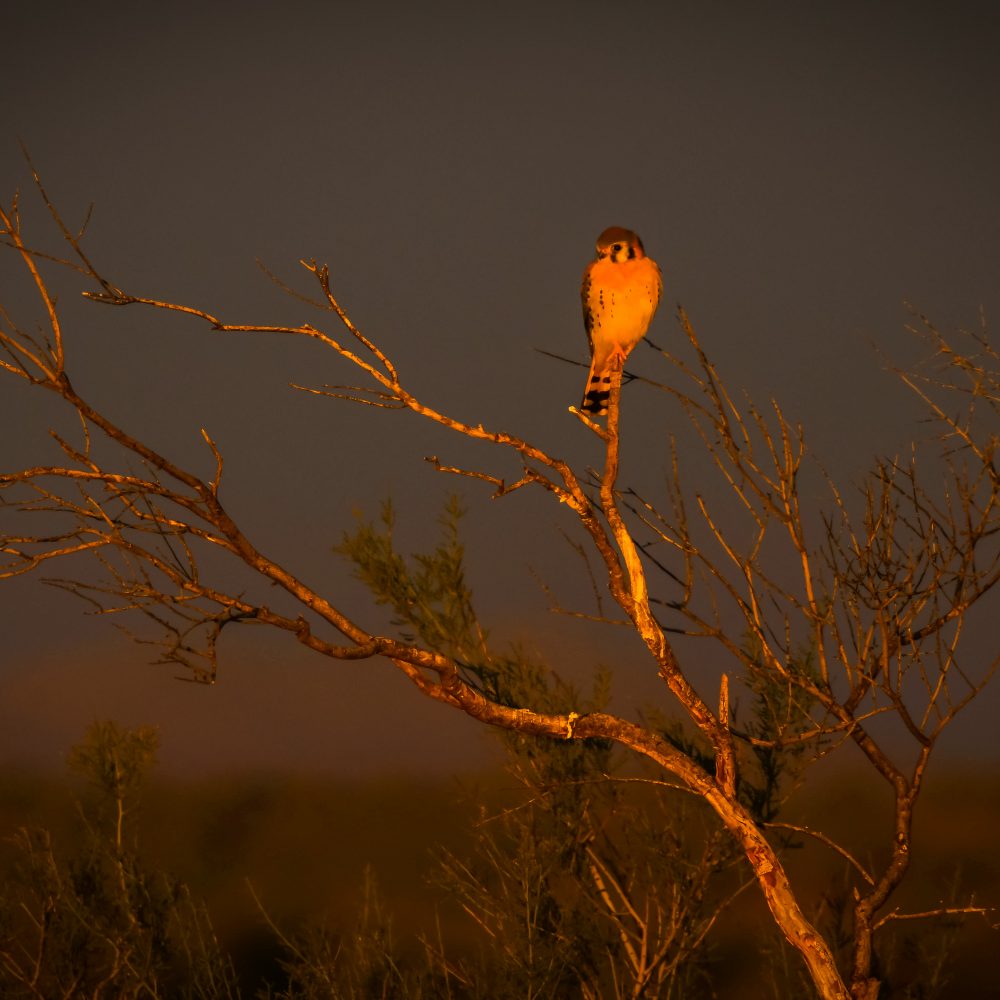 Beginner Photography