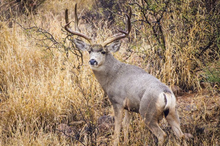 Mexico Mule Deer Clip • Toman's Outdoor Adventures