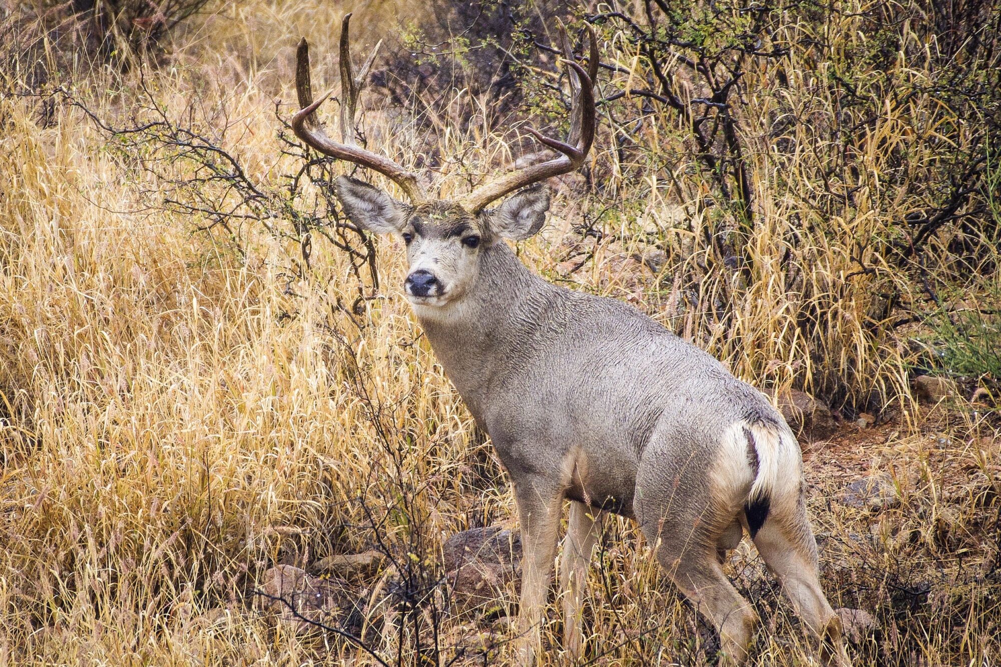 Mexico Mule Deer 2022-2023 season updates • Toman's Outdoor Adventures